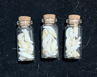 Vial of Real WOLVERINE Teeth Premium Canines or Incisors