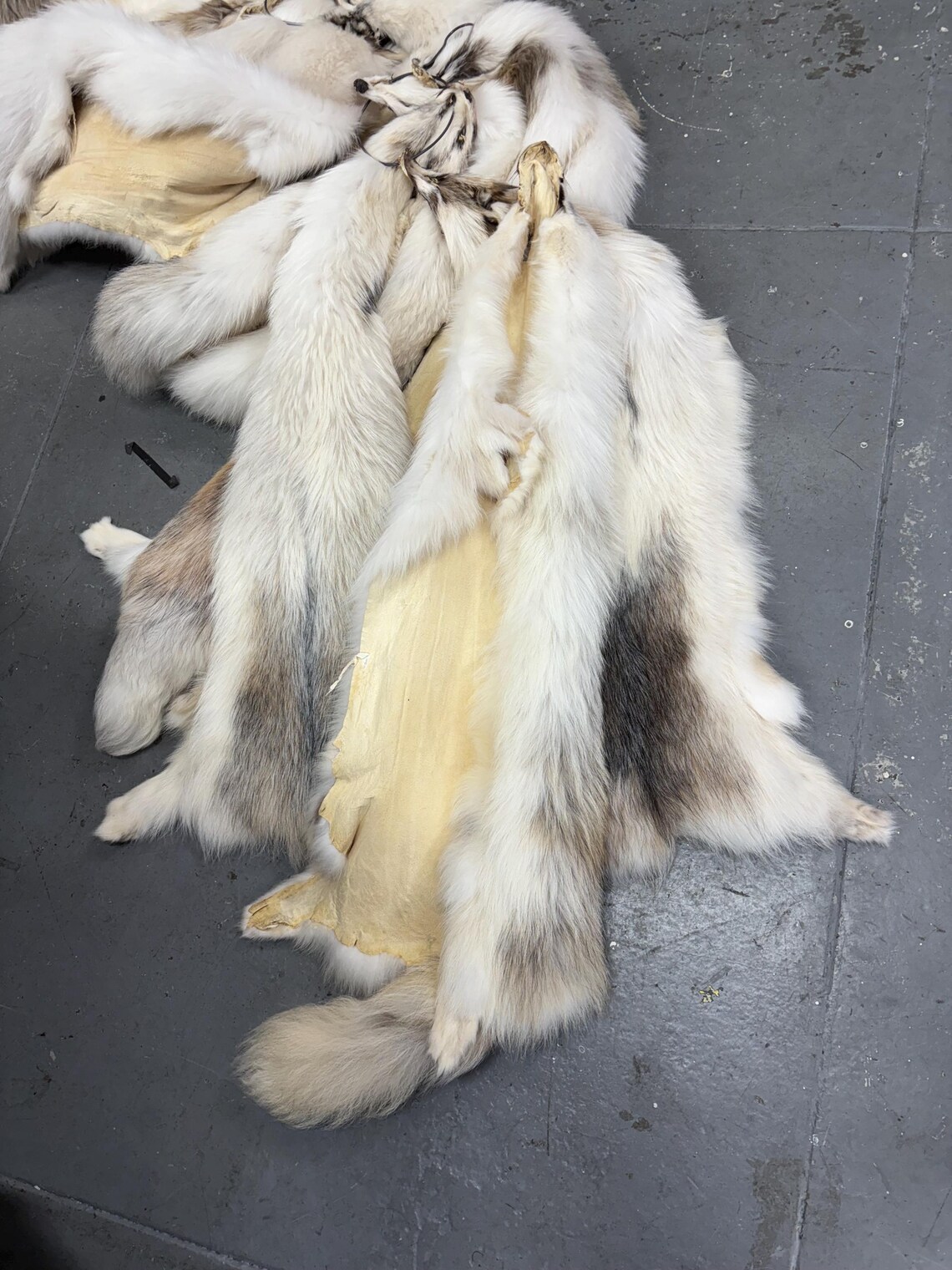 Massive Arctic Marble Finn Raccoon Pelt Spotted Wholesale Deal 4X Fur ...