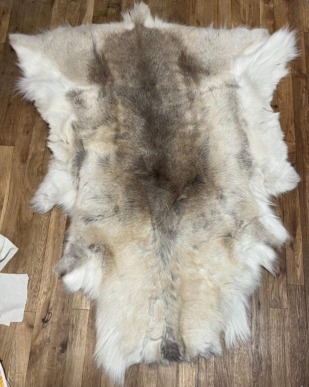 Real Reindeer Hide Rug Golden Color Reindeer Fur High Quality - Etsy
