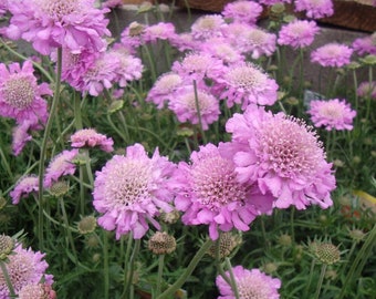 Pincushion Flower 'Pink Mist' Scabiosa, live plants for sun pink flowers, summer garden ideas cut flower, plant for bees and butterflies