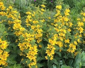 Yellow Loostrife, live perennial plant,perennial live outdoor plant,low maintenance summer flower,gardening gift,yellow flower summer garden