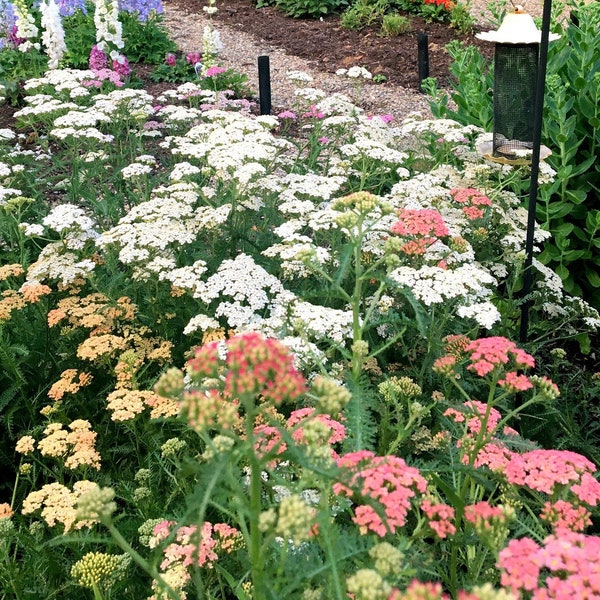 Yarrow 'Summer Berries', 4 inch plant for sun, live perennial plants, garden flowers, summer flowers, cottage garden, drought tolerant