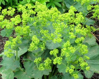 Lady's Mantle 'Thriller' Alchemilla live perennial plant, outdoor hardy plants, border plants, yellow flower summer, foliage edging plant