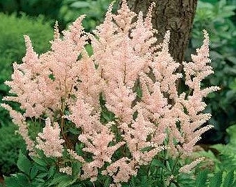 Astilbe 'Peach Blossom', perennial shade plant, live outdoor plant, woodland shade perennial, peach flower cottage garden, border plant