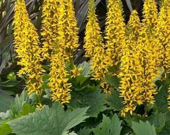 Ligularia 'The Rocket' live plant, wetland bog garden perennial, plant for wet soil, shade plant yellow flowers, hardy perennial woodland