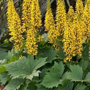 Ligularia 'The Rocket' live plant, wetland bog garden perennial, plant for wet soil, shade plant yellow flowers, hardy perennial woodland