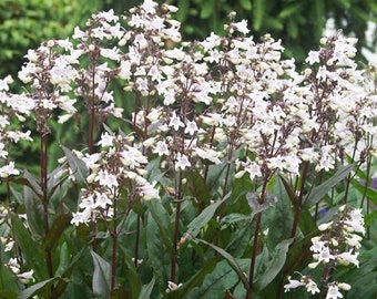 Penstemon 'Husker Red', live Beardtongue plant, perennial plant with pink flowers, summer blooming cottage garden ideas, gardener gift