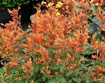 Agastache 'Mandarin' perennial plant, orange flowers hardy outdoor garden, live plant cottage garden pollinator plant, hyssop herb plant