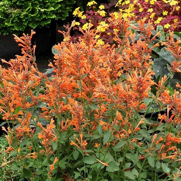 Agastache 'Mandarin' perennial plant, orange flowers hardy outdoor garden, live plant cottage garden pollinator plant, hyssop herb plant