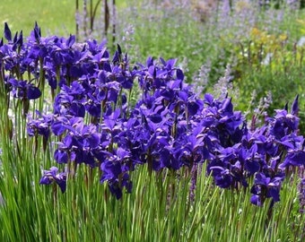 Siberian Iris 'Caesar's Brother', quart live perennial plant, deer resistant outdoor garden, purple summer flower cottage garden, plant gift