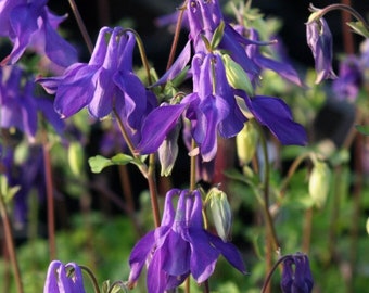 Columbine Aquilegia Alpina, quart shade perennial live plant, outdoor hardy plant with purple flowers, spring shade garden flowers