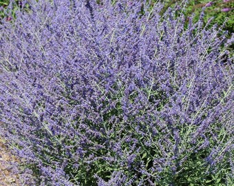 Russian Sage 'Crazy Blue' Perovskia, drought tolerant perennial plant for xeriscape, outdoor hardy plant, tall garden plant purple flower