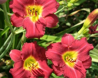 Daylily 'Pardon Me', red daylily flowers, 4 inch live perennial plant cottage garden plant,low maintenance plant, zone 3 plant,perennial sun