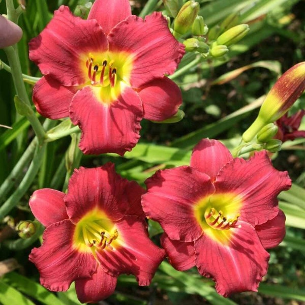 Daylily 'Pardon Me', red daylily flowers, 4 inch live perennial plant cottage garden plant,low maintenance plant, zone 3 plant,perennial sun