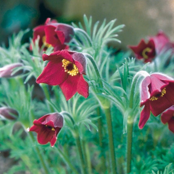 Pasque Flower Pulsatilla 'Red Bells', live perennial plants, rock garden plant red flowers, garden ideas for spring, gardener's gift