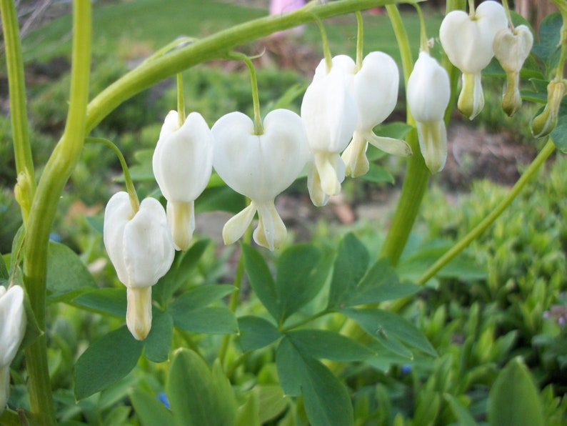 Bleeding heart plant