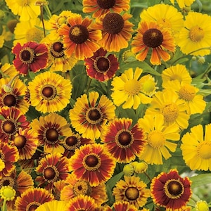 May include: A close-up of a variety of yellow, orange, and red flowers with brown centers. The flowers are in bloom and have a variety of shapes and sizes.
