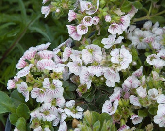 Baby's Breath Gypsophila cerastioides, rock garden perennial plant, alpine ground cover plant, plants for sun drought tolerant