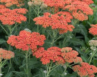 Yarrow 'Sassy Summer Sunset' Achillea plant, quart live plant sun-loving drought tolerant perennial, summer blooming cottage garden flower