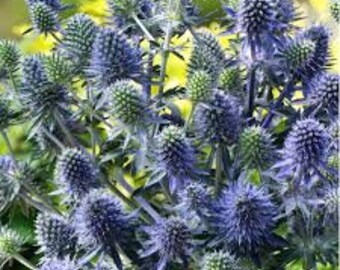 3 Live Plants Quart Sea Holly 'Blue Hobbit', perennial plant, drought tolerant plant, blue flower, sun-loving plants, garden flowers, plants