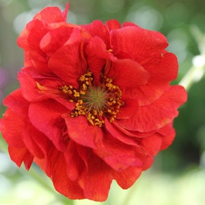 Geum 'Blazing Sunset', live perennial plants, orange flower sun-loving summer garden,easy care cottage garden plant,deer resistant perennial