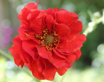 Geum 'Blazing Sunset', live perennial plants, orange flower sun-loving summer garden,easy care cottage garden plant,deer resistant perennial