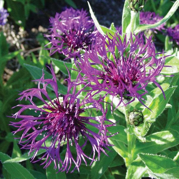 Centaura 'Amethyst Dream', quart perennial bachelor button, live plant spring, purple rock garden low maintenance perennial, summer garden