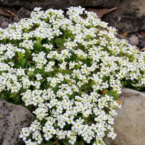 May include: A dense cluster of small white flowers with yellow centers, surrounded by green foliage. The flowers are nestled among gray and brown rocks, creating a natural, textured scene. The image captures a close-up view of the plant.