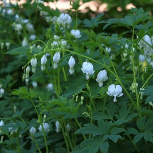 Bleeding heart plant