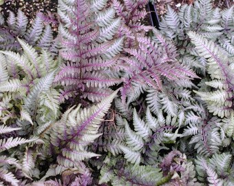 Japanese Regal Red Painted Fern, perennial plants for shade, low maintenance foliage plant, perennial outdoor hardy fern, red foliage plant