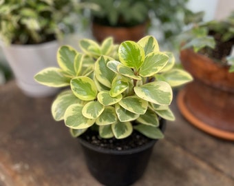 Variegated Peperomia Plant, rubber plant green and white foliage, indoor house plant easy to propagate, easy care live tropical plant