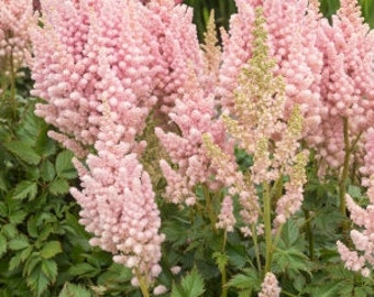 Astilbe 'Satin Pearls', perennial shade plant, live outdoor plant, woodland shade perennial, pink flower cottage garden, border plant