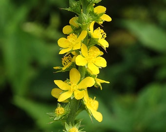 Roadside Agrimony, native perennial full sun,  live perennial native plant, yellow flowers. summer blooming easy care