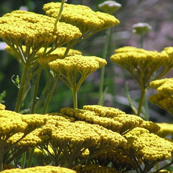 Yarrow 'Coronation Gold' Achillea plant, quart live plant sun-loving drought tolerant perennial,yellow cottage garden flower, deer resistant