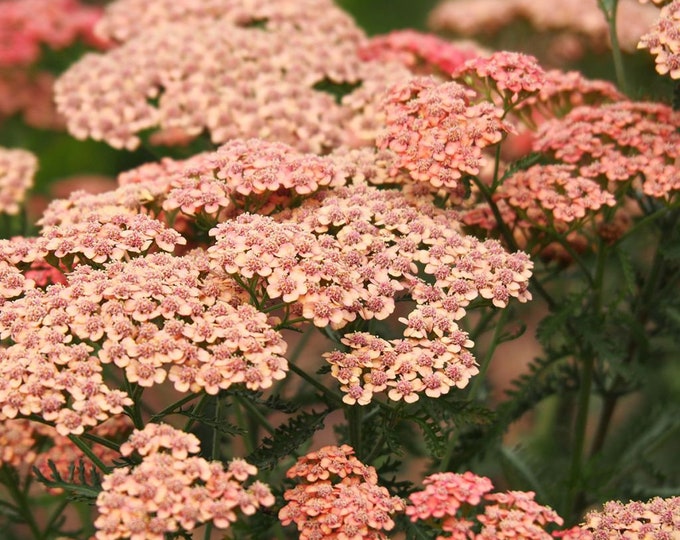 Yarrow 'apricot Delight' Achillea Plant, Live Plant Sunloving Drought Tolerant Perennial