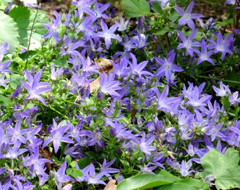 Campanula 'Blue Waterfall', live perennial plants, blue rock garden flowers, hardy outdoor low maintenance, full sun perennial