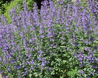 3 Live Plants Catmint 'Dropmore', quart live perennial plant, purple flower cottage garden plant for sun, ground cover, nepeta plant