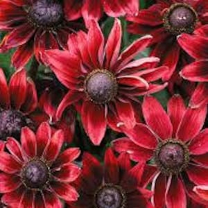 May include: Close-up of several Black-Eyed Susan flowers. The petals are a deep red with a velvety texture, radiating from a dark brown center. The flowers are in full bloom, showcasing their intricate details and vibrant color.