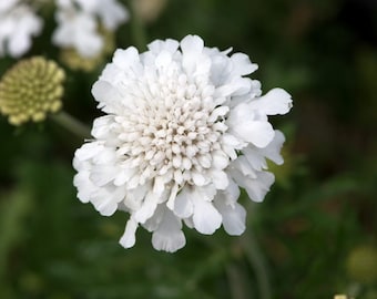 Scabiosa 'Flutter Pure White', Pincushion Flower, live plants, white flowers for sun, garden plants, summer flowers, hardy plants, plants