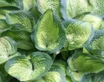 Hosta 'Paradigm', woodland shade perennial, hosta plant live, hardy outdoor plant, easy care plant, low maintenance perennial