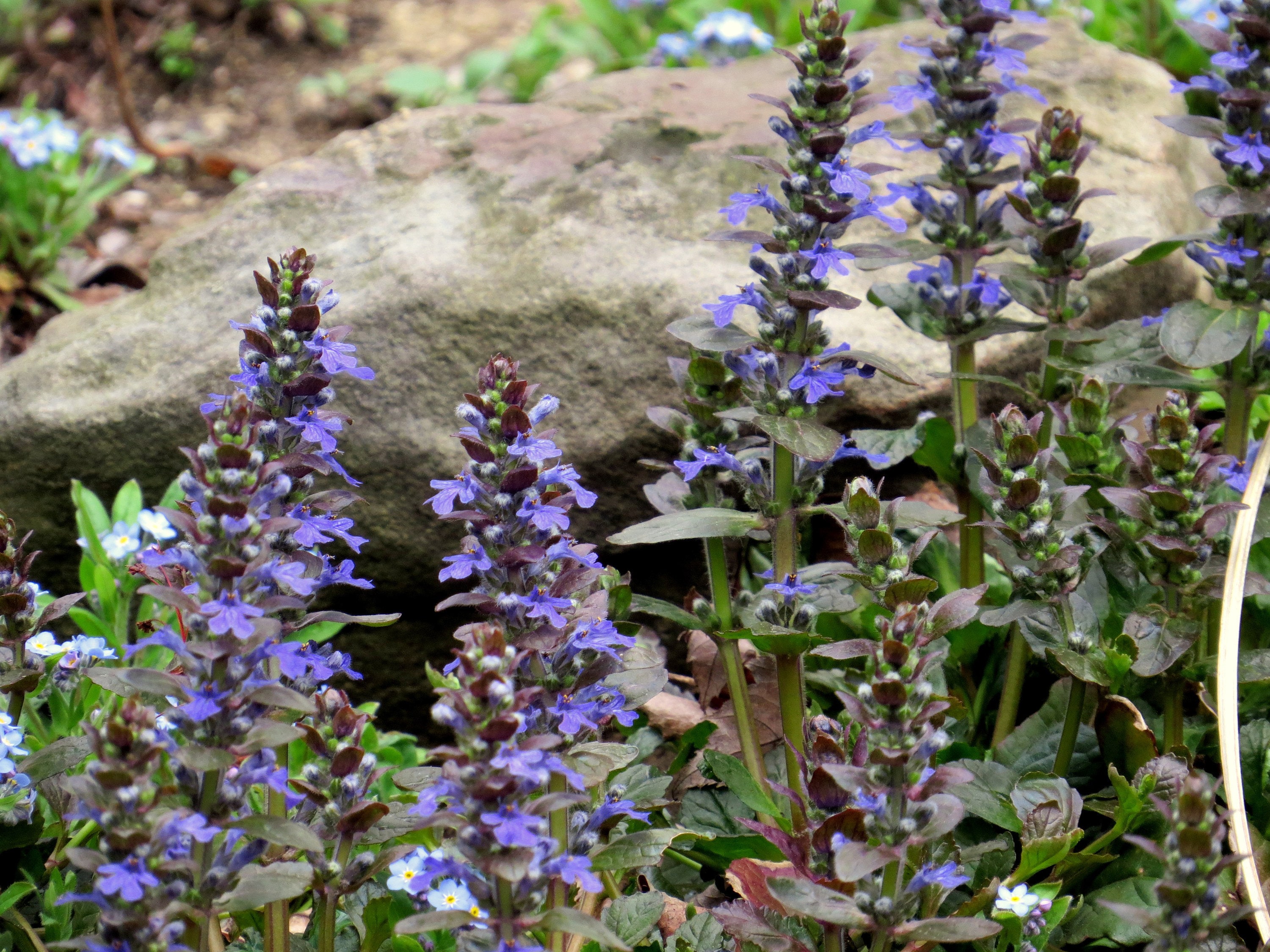 Ajuga reptans ground cover shade plants live plants blue Etsy