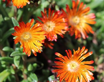 Ice Plant 'Orange Vibe', Delosperma live plant, rock garden perennial plant, outdoor garden plant,alpine plants,pink flowers,succulent plant