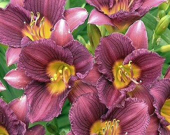 Daylily 'Purple de Oro', live perennial plants, purple garden flowers for sun, low maintenance plant summer, cottage garden perennial