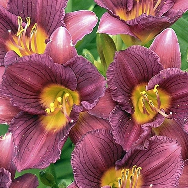 Daylily 'Purple de Oro', live perennial plants, purple garden flowers for sun, low maintenance plant summer, cottage garden perennial