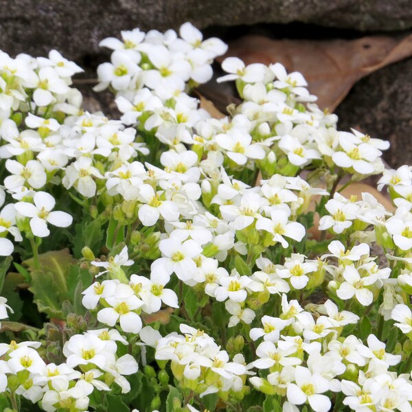 Rock Cress Plants Etsy