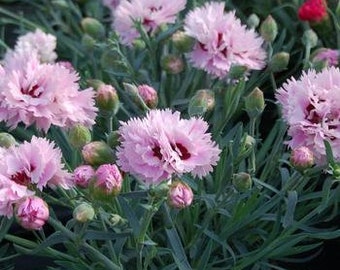 Dianthus 'Early Bird Fizzy', live perennial plant, cottage garden plant, pink flower, summer garden flowers, garden pink for rock garden