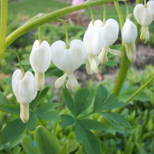 Bleeding heart plant