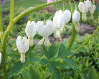 White Bleeding Heart, Dicentra 'Alba', woodland shade perennial, shade garden flower, spring flowering plant, white flowers for shade