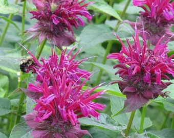 Monarda 'Raspberry Wine' Bee Balm plant, live perennial for cottage garden, outdoor plant for sun, perennial for pollinator, gardener gift