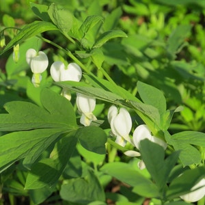 Bleeding heart plant